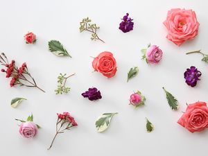 Preview wallpaper roses, flowers, leaves, herbarium