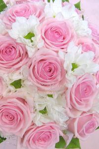 Preview wallpaper roses, flowers, leaves, flower, tenderness, design