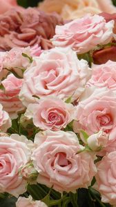 Preview wallpaper roses, flowers, many, buds, pink