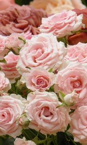 Preview wallpaper roses, flowers, many, buds, pink