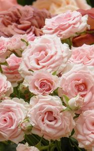 Preview wallpaper roses, flowers, many, buds, pink