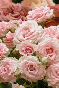 Preview wallpaper roses, flowers, many, buds, pink