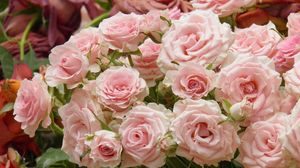Preview wallpaper roses, flowers, many, buds, pink