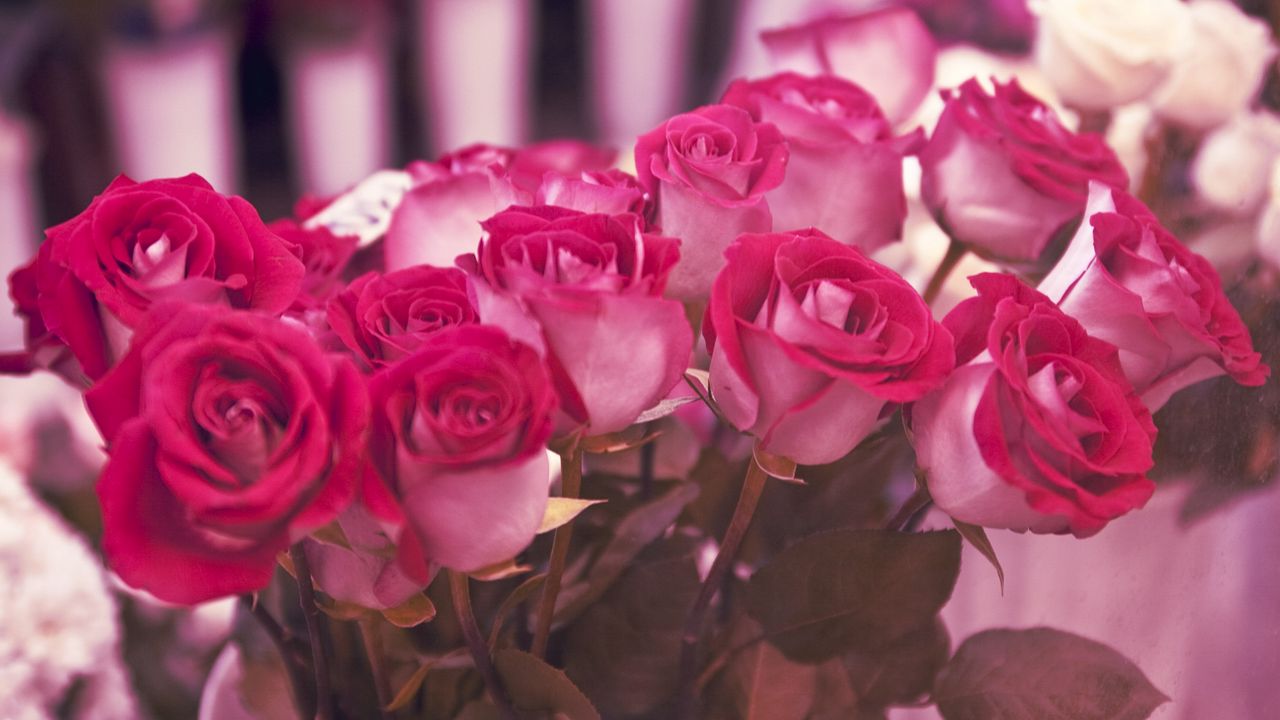 Wallpaper roses, flowers, miscellaneous, beauty