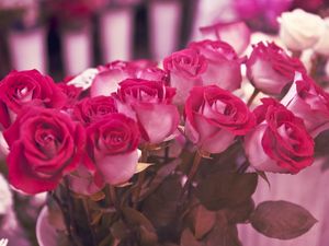 Preview wallpaper roses, flowers, miscellaneous, beauty