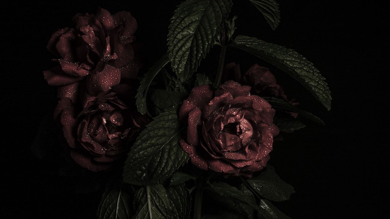 Wallpaper roses, flowers, petals, dark, bud