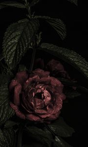 Preview wallpaper roses, flowers, petals, dark, bud