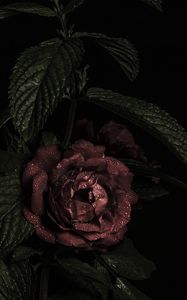 Preview wallpaper roses, flowers, petals, dark, bud