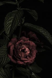 Preview wallpaper roses, flowers, petals, dark, bud