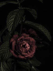 Preview wallpaper roses, flowers, petals, dark, bud