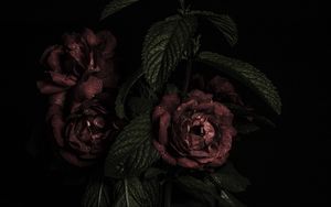 Preview wallpaper roses, flowers, petals, dark, bud