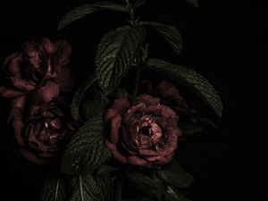 Preview wallpaper roses, flowers, petals, dark, bud