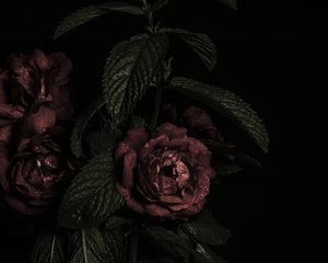 Preview wallpaper roses, flowers, petals, dark, bud