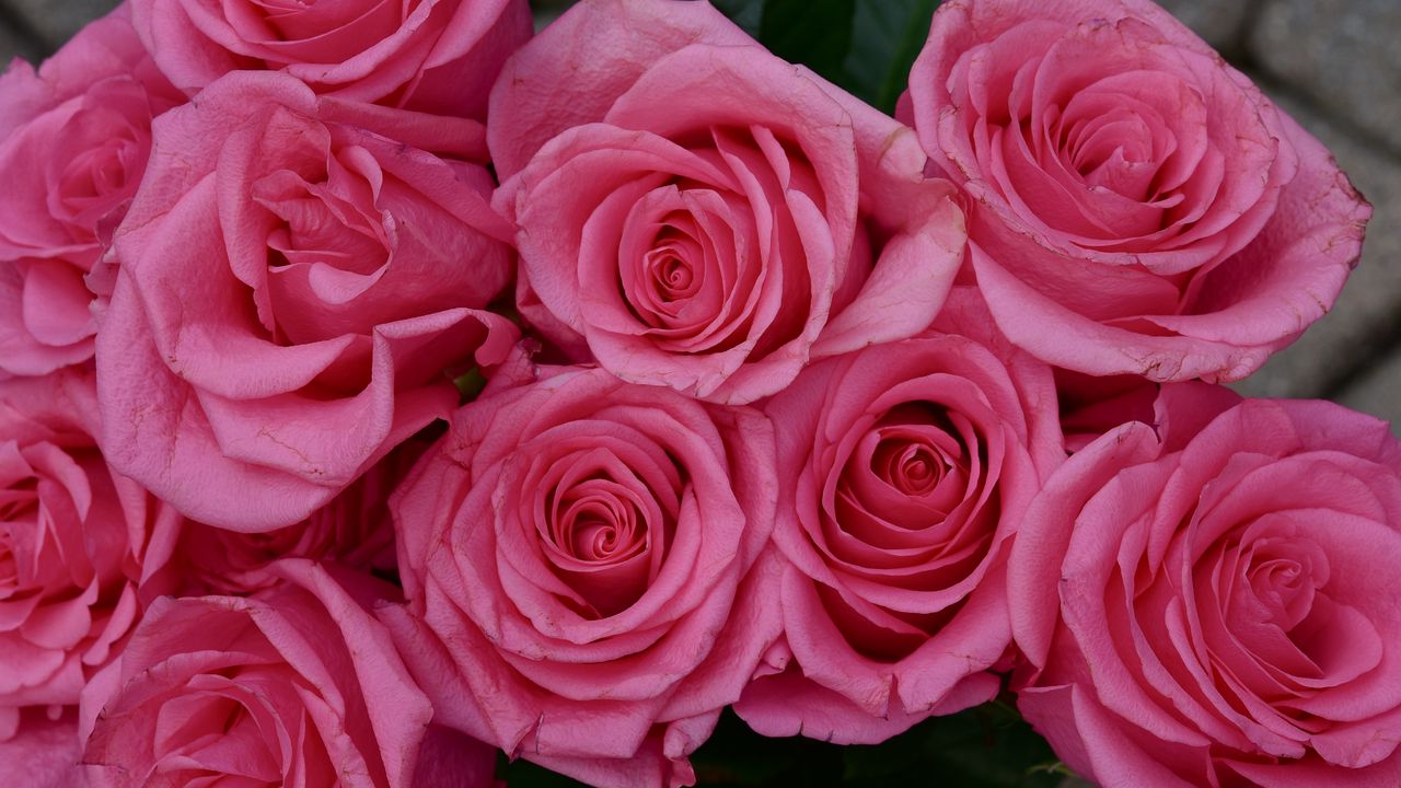 Wallpaper roses, flowers, petals, buds, pink