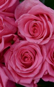 Preview wallpaper roses, flowers, petals, buds, pink