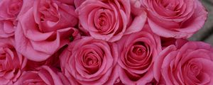 Preview wallpaper roses, flowers, petals, buds, pink