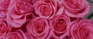 Preview wallpaper roses, flowers, petals, buds, pink