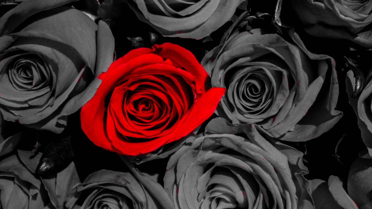 Wallpaper roses, flowers, petals, red, gray