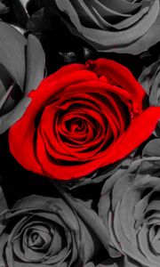 Preview wallpaper roses, flowers, petals, red, gray