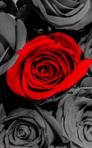 Preview wallpaper roses, flowers, petals, red, gray