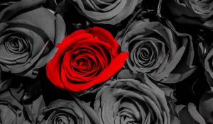 Preview wallpaper roses, flowers, petals, red, gray