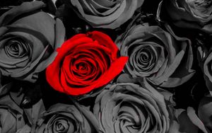 Preview wallpaper roses, flowers, petals, red, gray