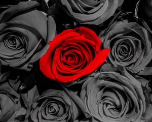 Preview wallpaper roses, flowers, petals, red, gray