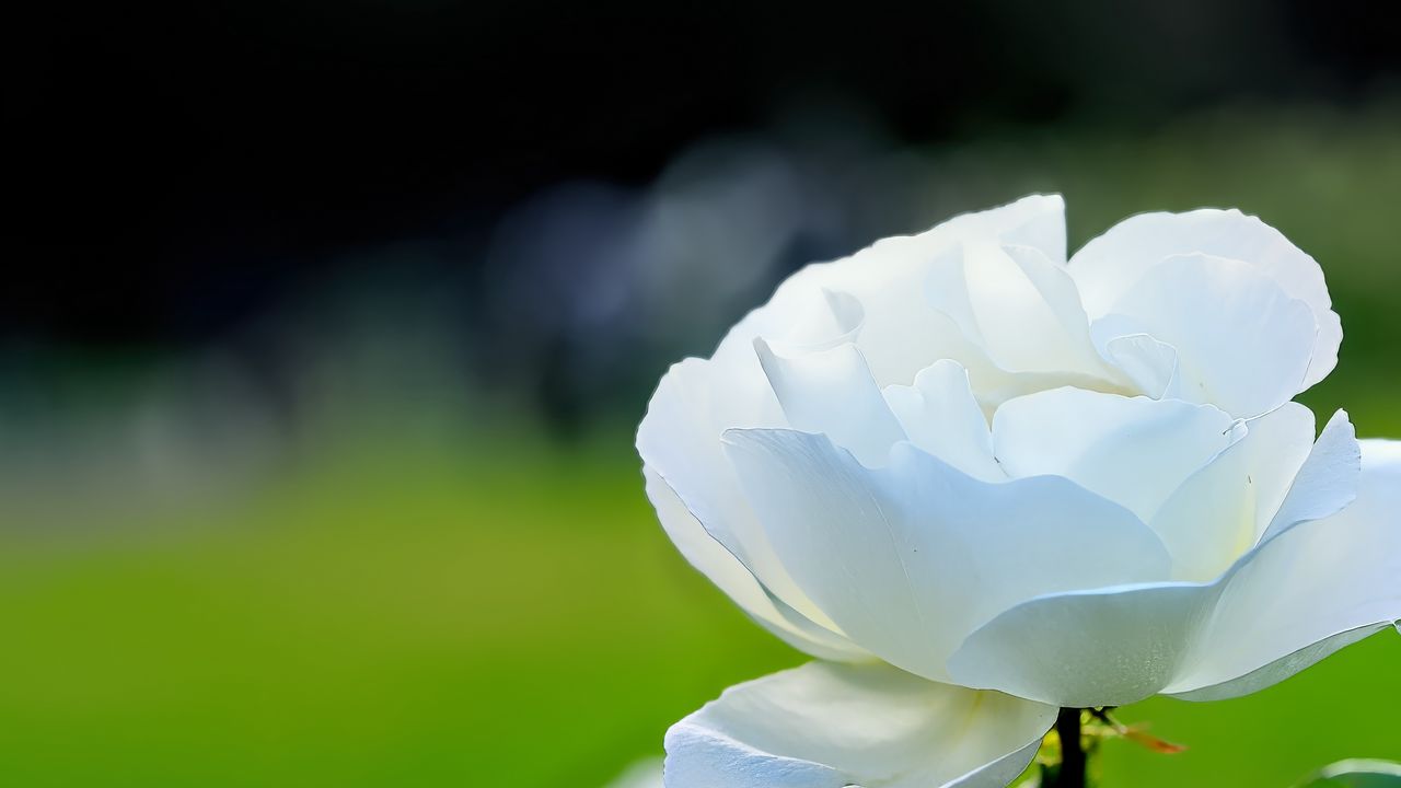 Wallpaper roses, flowers, petals, white