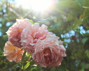 Preview wallpaper roses, flowers, petals, sun, rays, light