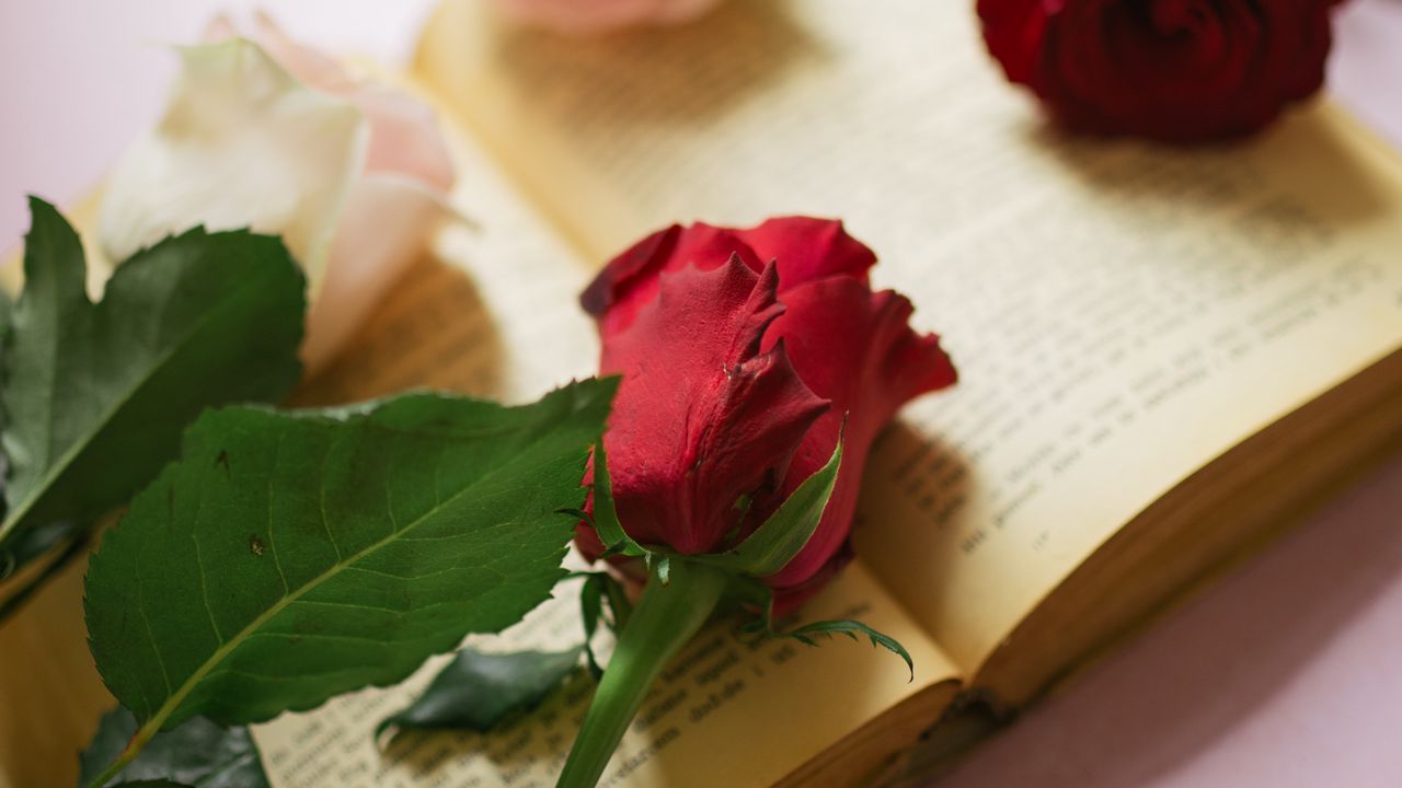 Wallpaper roses, flowers, petals, book, pages, aesthetics