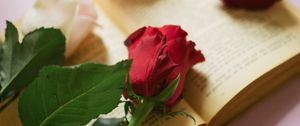 Preview wallpaper roses, flowers, petals, book, pages, aesthetics