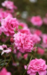 Preview wallpaper roses, flowers, petals, pink, macro