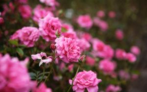 Preview wallpaper roses, flowers, petals, pink, macro