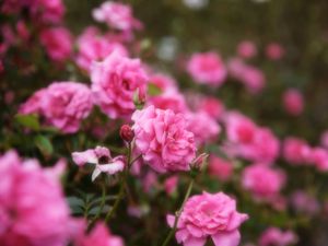 Preview wallpaper roses, flowers, petals, pink, macro