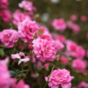 Preview wallpaper roses, flowers, petals, pink, macro