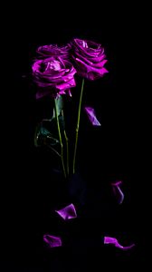 Preview wallpaper roses, flowers, petals, bouquet, purple, dark