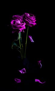 Preview wallpaper roses, flowers, petals, bouquet, purple, dark
