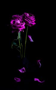 Preview wallpaper roses, flowers, petals, bouquet, purple, dark