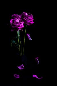 Preview wallpaper roses, flowers, petals, bouquet, purple, dark