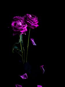 Preview wallpaper roses, flowers, petals, bouquet, purple, dark