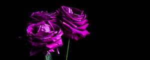 Preview wallpaper roses, flowers, petals, bouquet, purple, dark