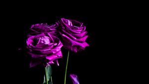 Preview wallpaper roses, flowers, petals, bouquet, purple, dark