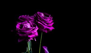 Preview wallpaper roses, flowers, petals, bouquet, purple, dark