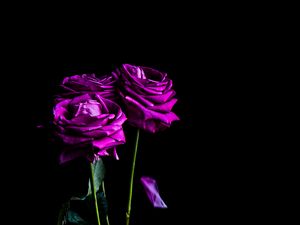 Preview wallpaper roses, flowers, petals, bouquet, purple, dark