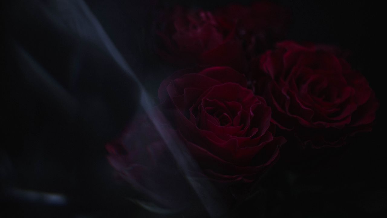 Wallpaper roses, flowers, petals, dark