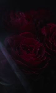 Preview wallpaper roses, flowers, petals, dark