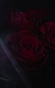 Preview wallpaper roses, flowers, petals, dark