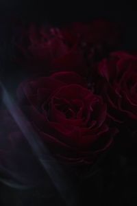 Preview wallpaper roses, flowers, petals, dark