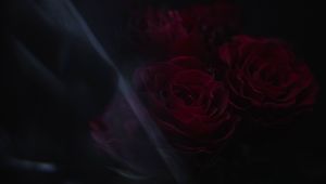 Preview wallpaper roses, flowers, petals, dark
