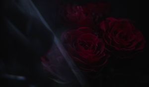 Preview wallpaper roses, flowers, petals, dark